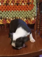 g-1, a female Boston Terrier for sale in Trempealeau, WI – 1 of 3