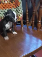 g-2, a female Boston Terrier for sale in Trempealeau, WI – 2 of 3