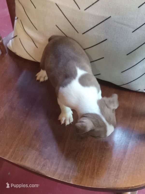 gb3 – Boston Terrier puppy for sale in Trempealeau, WI