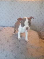 br. 1, a female Boston Terrier for sale in Trempealeau, WI – 5 of 5
