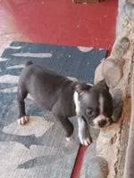 g-1, a female Boston Terrier for sale in Trempealeau, WI – 8 of 9