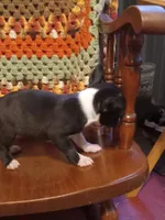 g-3, a female Boston Terrier for sale in Trempealeau, WI – 3 of 4