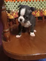 g-2, a female Boston Terrier for sale in Trempealeau, WI – 3 of 3