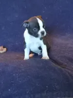 g4, a female Boston Terrier for sale in Trempealeau, WI – 3 of 3