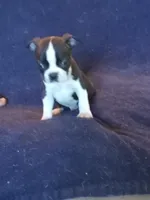 b-1, a male Boston Terrier for sale in Trempealeau, WI – 4 of 5