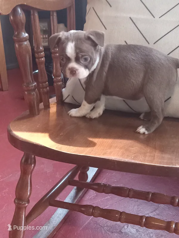 brg – Boston Terrier puppy for sale in Trempealeau, WI