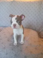 br. 1, a female Boston Terrier for sale in Trempealeau, WI – 3 of 5