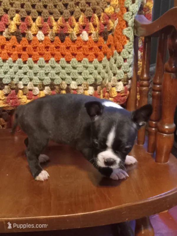 g-3 – Boston Terrier puppy for sale in Trempealeau, WI