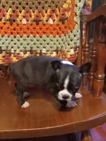 g-3, a female Boston Terrier for sale in Trempealeau, WI – 1 of 4