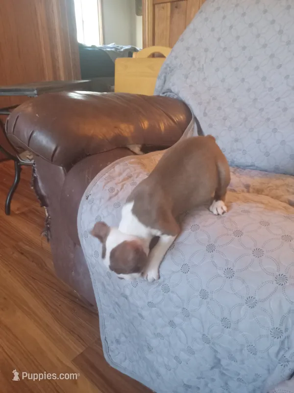 br. 1 – Boston Terrier puppy for sale in Trempealeau, WI