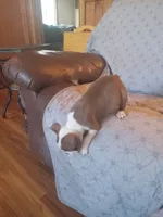 br. 1, a female Boston Terrier for sale in Trempealeau, WI – 1 of 5
