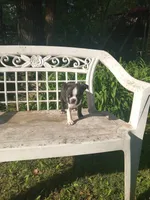 g-1, a female Boston Terrier for sale in Trempealeau, WI – 4 of 7