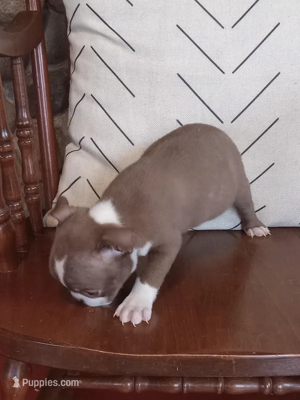 g-1 – Boston Terrier puppy for sale in Trempealeau, WI