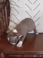 g-1, a female Boston Terrier for sale in Trempealeau, WI – Photo 1 of 3