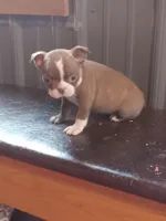 g-1, a female Boston Terrier for sale in Trempealeau, WI – Photo 2 of 3