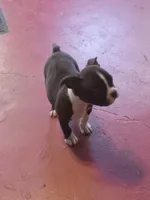 g-1, a female Boston Terrier for sale in Trempealeau, WI – 9 of 9