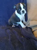 g4, a female Boston Terrier for sale in Trempealeau, WI – 2 of 3