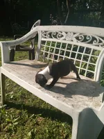 g-1, a female Boston Terrier for sale in Trempealeau, WI – 5 of 7