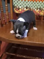 g-3, a female Boston Terrier for sale in Trempealeau, WI – 4 of 4