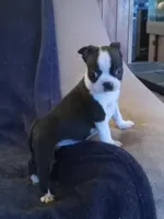 g-3, a female Boston Terrier for sale in Trempealeau, WI – Photo 2 of 4