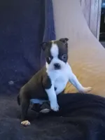 g-3, a female Boston Terrier for sale in Trempealeau, WI – Photo 3 of 4