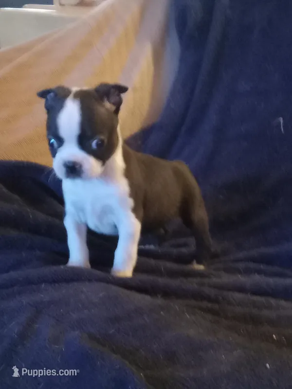 g-3 – Boston Terrier puppy for sale in Trempealeau, WI
