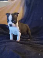 g-3, a female Boston Terrier for sale in Trempealeau, WI – Photo 1 of 4