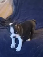 g-3, a female Boston Terrier for sale in Trempealeau, WI – Photo 4 of 4