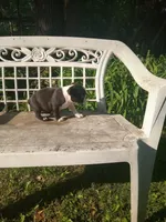 g-2, a female Boston Terrier for sale in Trempealeau, WI – 5 of 5