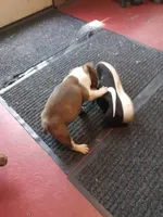 gb3, a female Boston Terrier for sale in Trempealeau, WI – 3 of 4