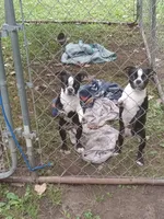 g-1 , a female Boston Terrier for sale in Trempealeau, WI – 8 of 8
