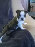 g-2, a female Boston Terrier for sale in Trempealeau, WI – Photo 4 of 4