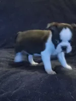 g-2, a female Boston Terrier for sale in Trempealeau, WI – Photo 2 of 4