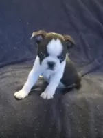 g-2, a female Boston Terrier for sale in Trempealeau, WI – Photo 3 of 4