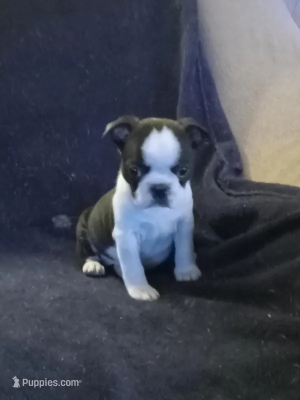 g-2 – Boston Terrier puppy for sale in Trempealeau, WI