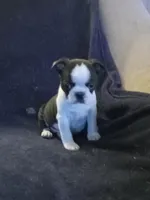 g-2, a female Boston Terrier for sale in Trempealeau, WI – Photo 1 of 4