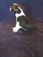 b-1, a male Boston Terrier for sale in Trempealeau, WI – 5 of 5