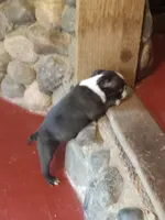 g-1, a female Boston Terrier for sale in Trempealeau, WI – 3 of 3