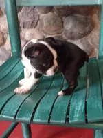 b-1, a male Boston Terrier for sale in Trempealeau, WI – 3 of 4