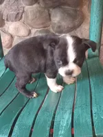 b-1, a male Boston Terrier for sale in Trempealeau, WI – 2 of 4
