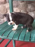 b-1, a male Boston Terrier for sale in Trempealeau, WI – 4 of 4