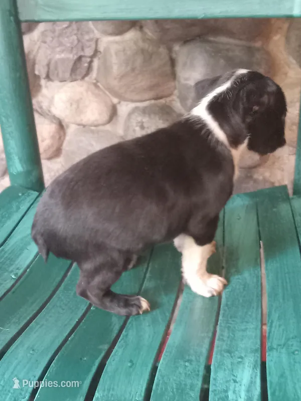 b-1, a male Boston Terrier for sale in Trempealeau, WI – 1 of 4