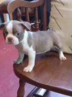 gb2, a female Boston Terrier for sale in Trempealeau, WI – 2 of 5