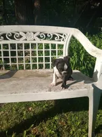 g-2, a female Boston Terrier for sale in Trempealeau, WI – 3 of 5