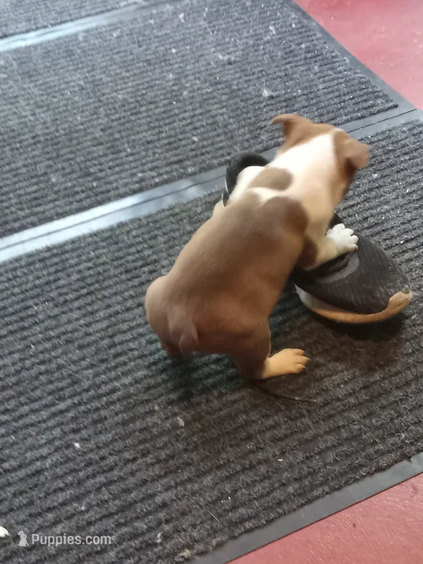 gb-3 – Boston Terrier puppy for sale in Trempealeau, WI