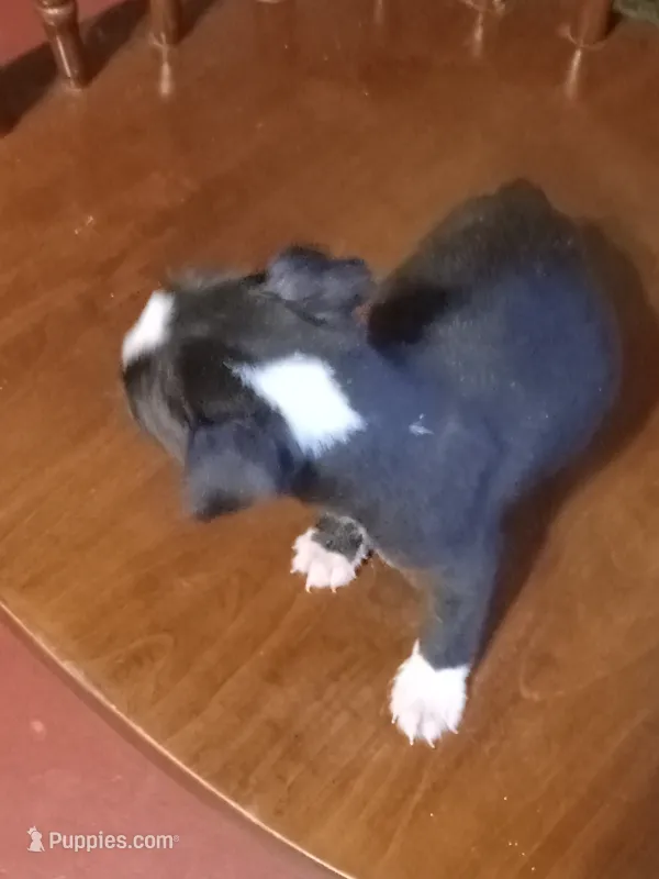 g-2 – Boston Terrier puppy for sale in Trempealeau, WI