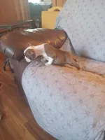 br. 1, a female Boston Terrier for sale in Trempealeau, WI – 4 of 5