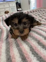 Chubby, a female Yorkshire Terrier for sale in Middletown, NY – Photo 1 of 2