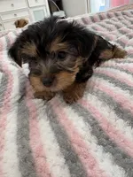Chubby, a female Yorkshire Terrier for sale in Middletown, NY – Photo 2 of 2
