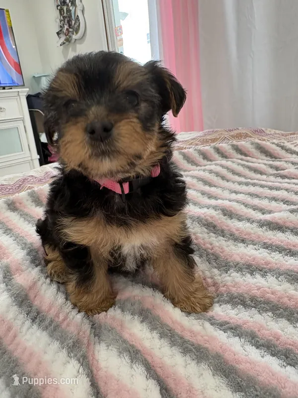 Cheechee, a female Yorkshire Terrier for sale in Middletown, NY – Photo 1 of 2